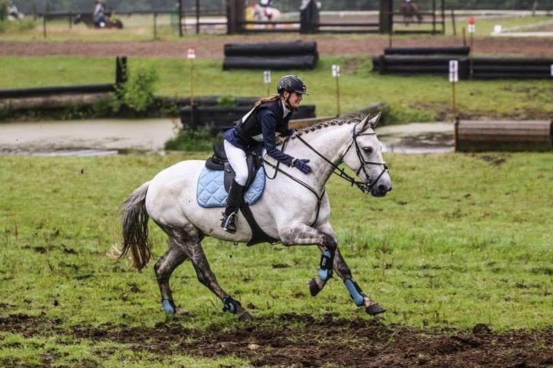 Dansk Varmblod Bl. - Hindbærgården's Milan billede 42