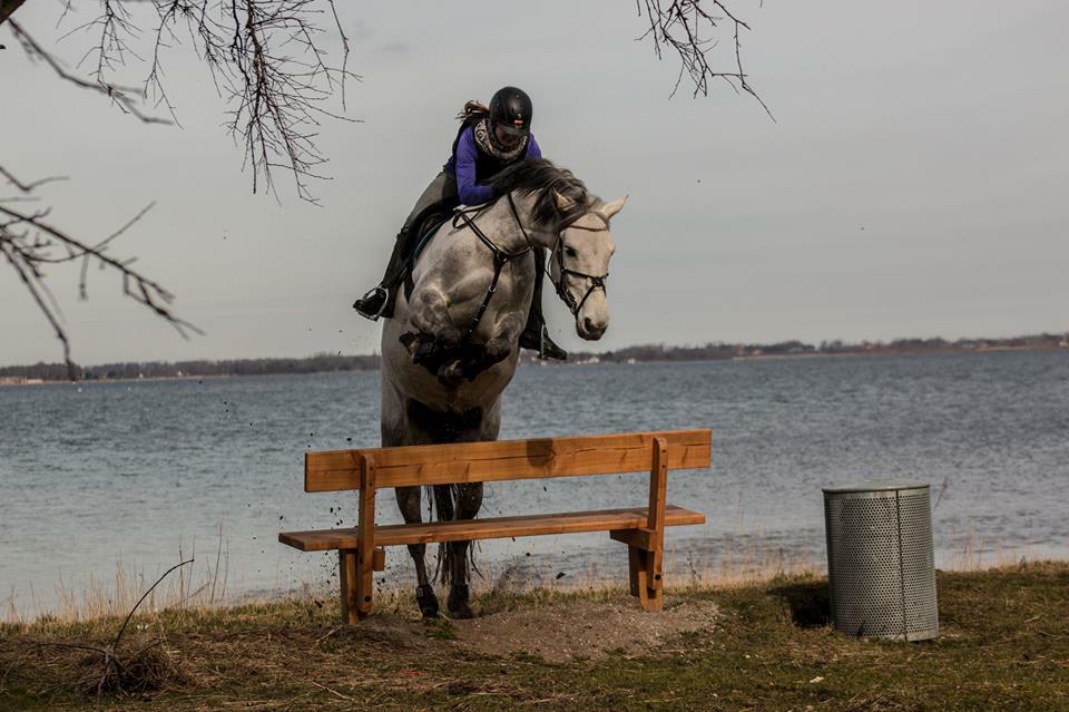 Dansk Varmblod Bl. - Hindbærgården's Milan billede 43