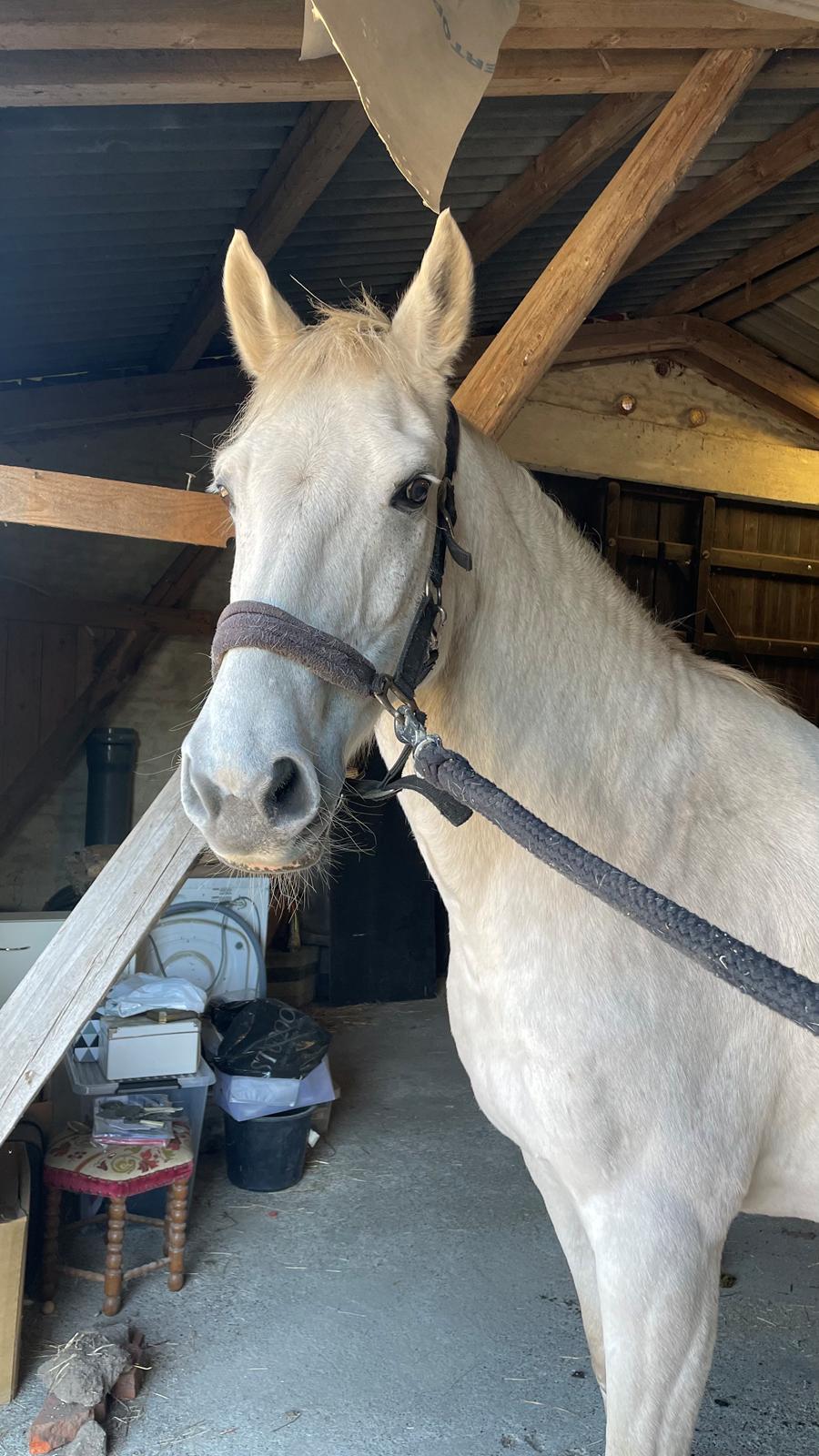 Dansk Varmblod Bl. - Hindbærgården's Milan billede 45