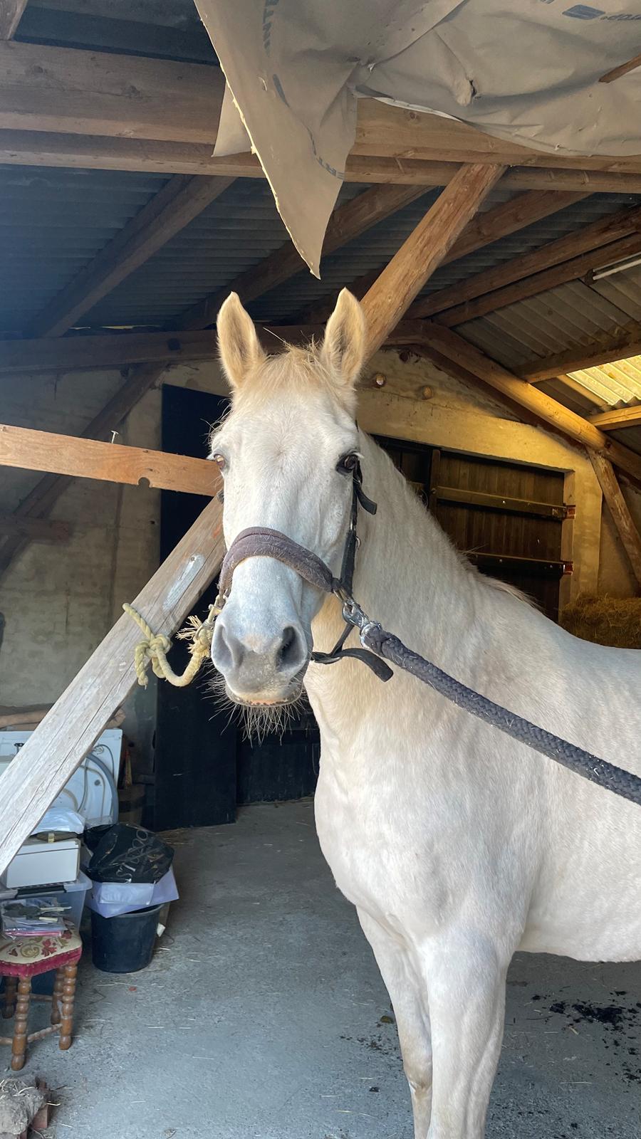 Dansk Varmblod Bl. - Hindbærgården's Milan billede 44