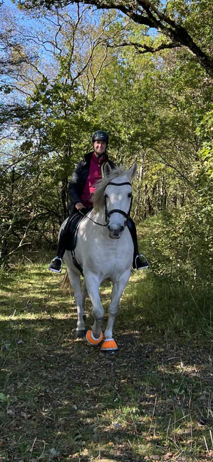 Dansk Varmblod Bl. - Hindbærgården's Milan billede 47