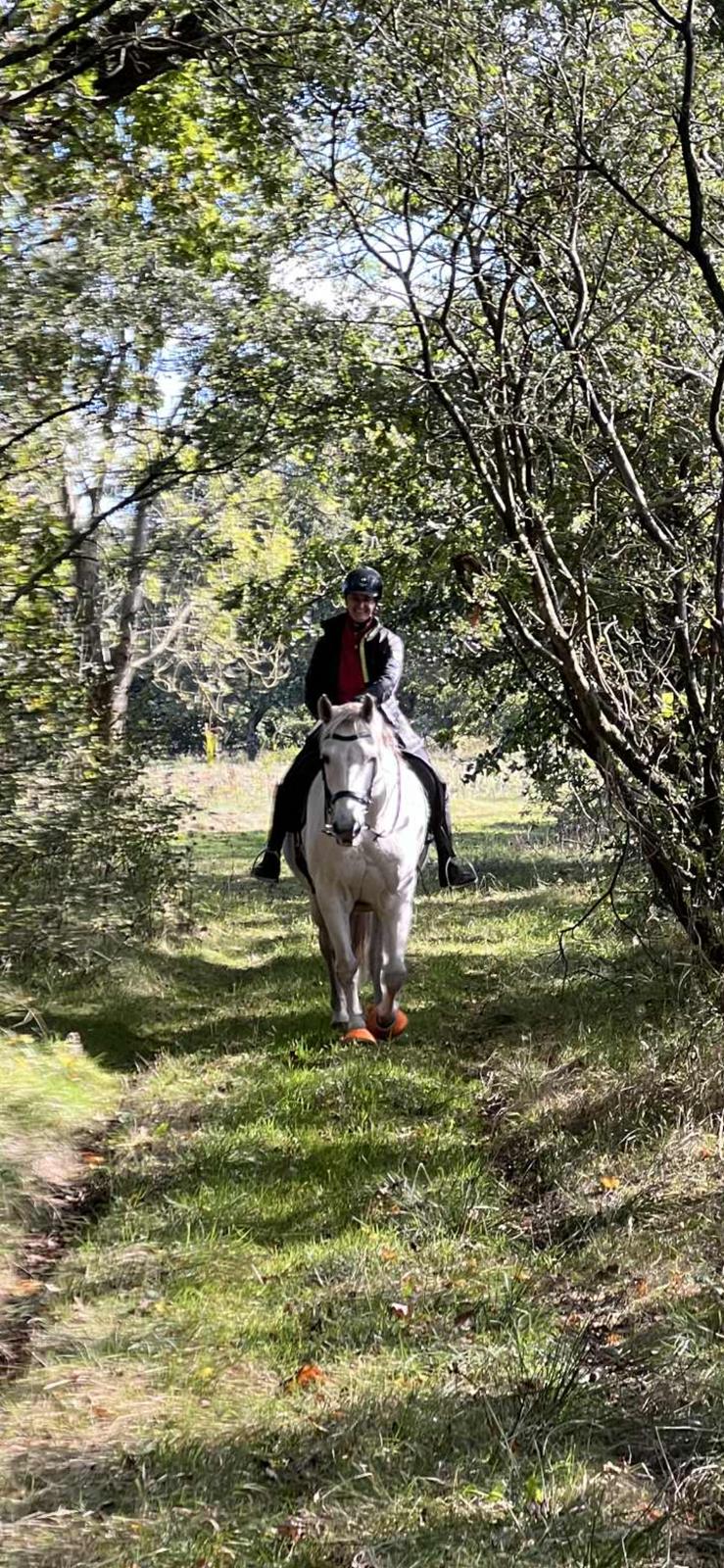 Dansk Varmblod Bl. - Hindbærgården's Milan billede 46