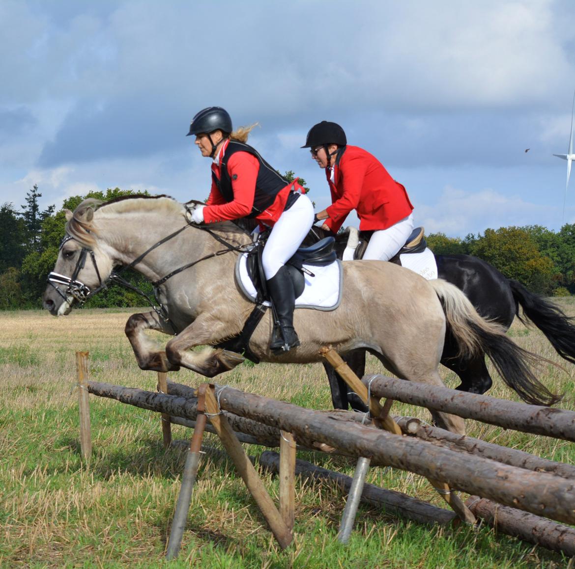 Fjordhest Imke billede 17