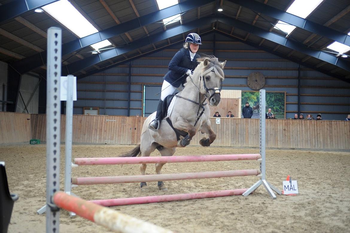 Fjordhest Imke billede 20