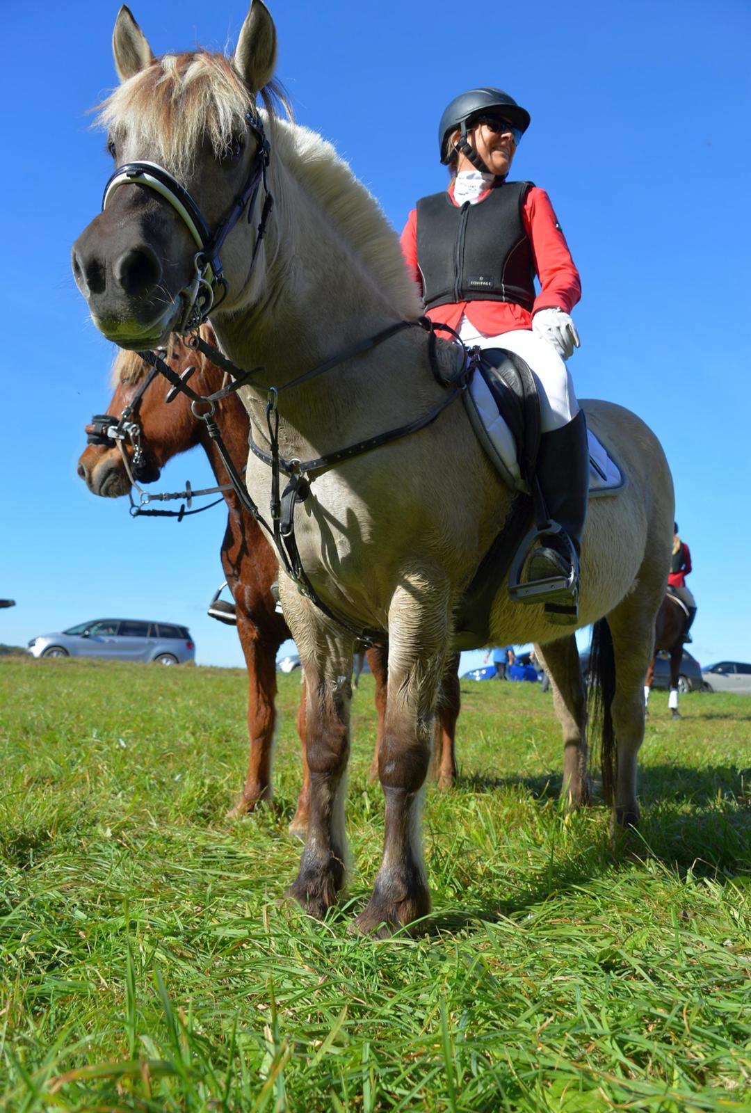 Fjordhest Imke billede 19