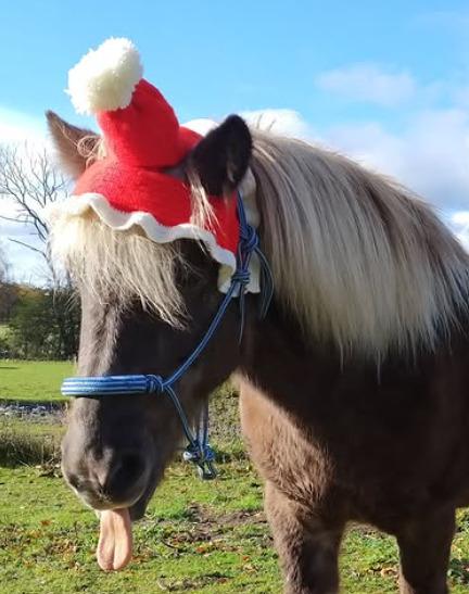 Islænder Elva Fra Torupgård billede 15