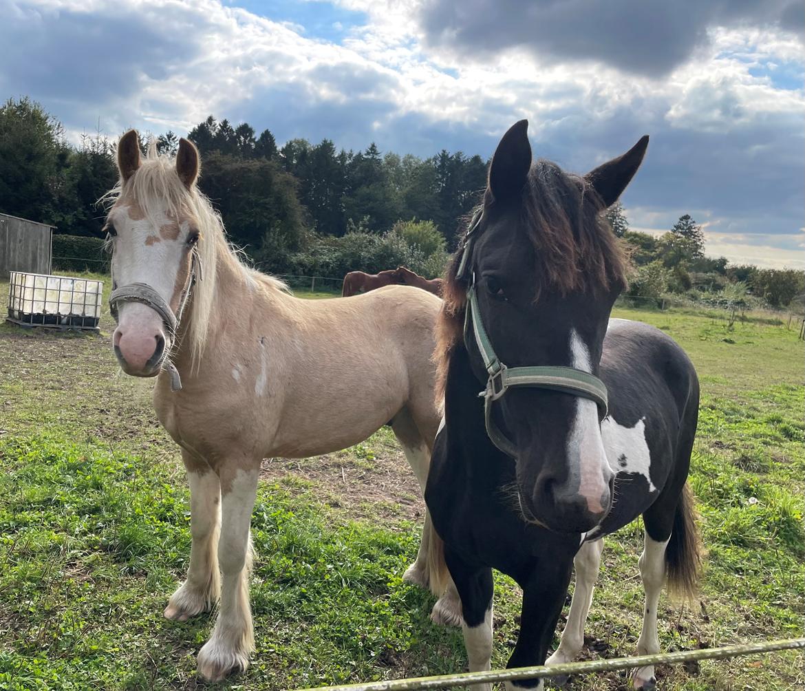 Pinto Hindbærgårdens Ashmore (Divle) billede 46