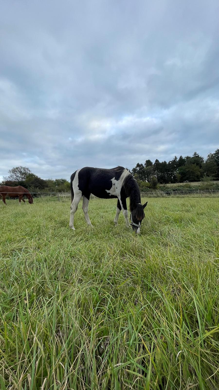 Pinto Hindbærgårdens Ashmore (Divle) billede 48