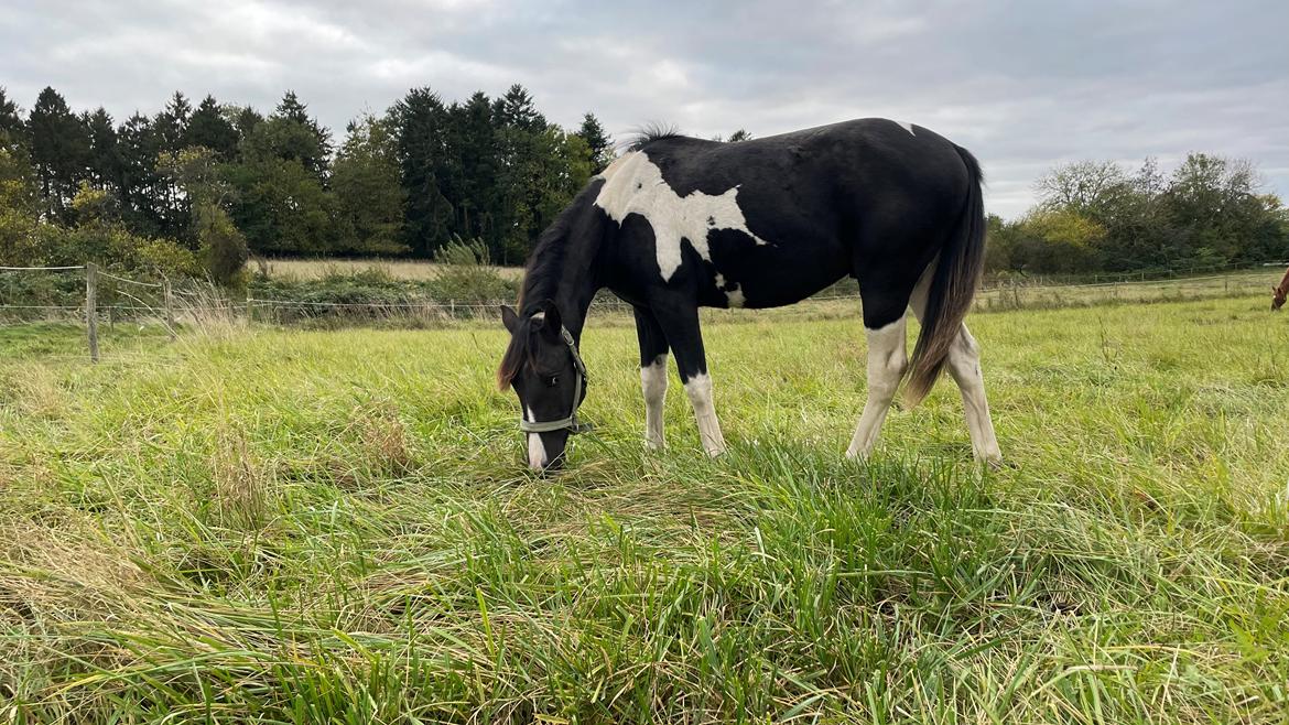 Pinto Hindbærgårdens Ashmore (Divle) billede 47