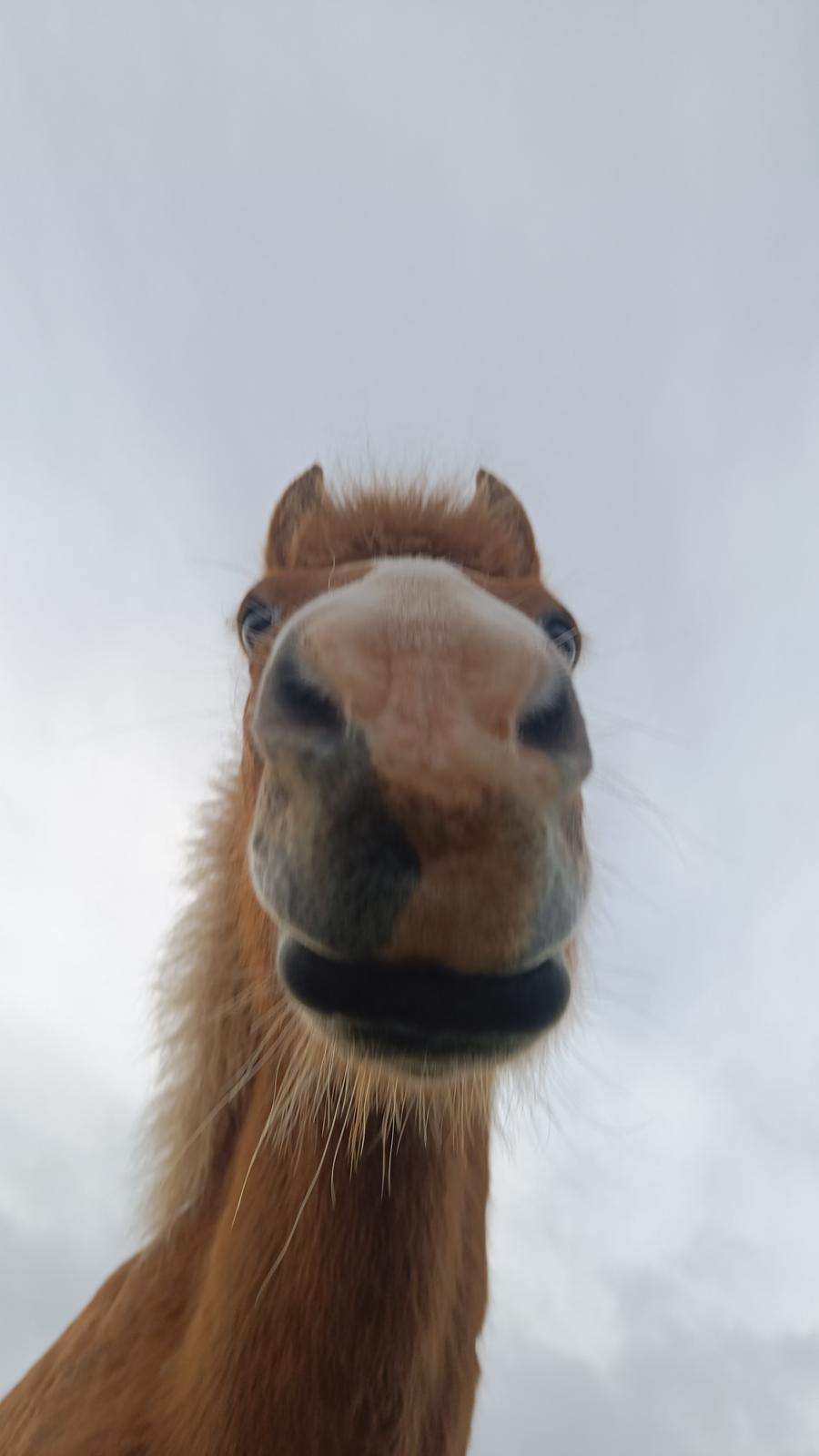 Islænder Lárus fra Skovstrupholm  billede 2