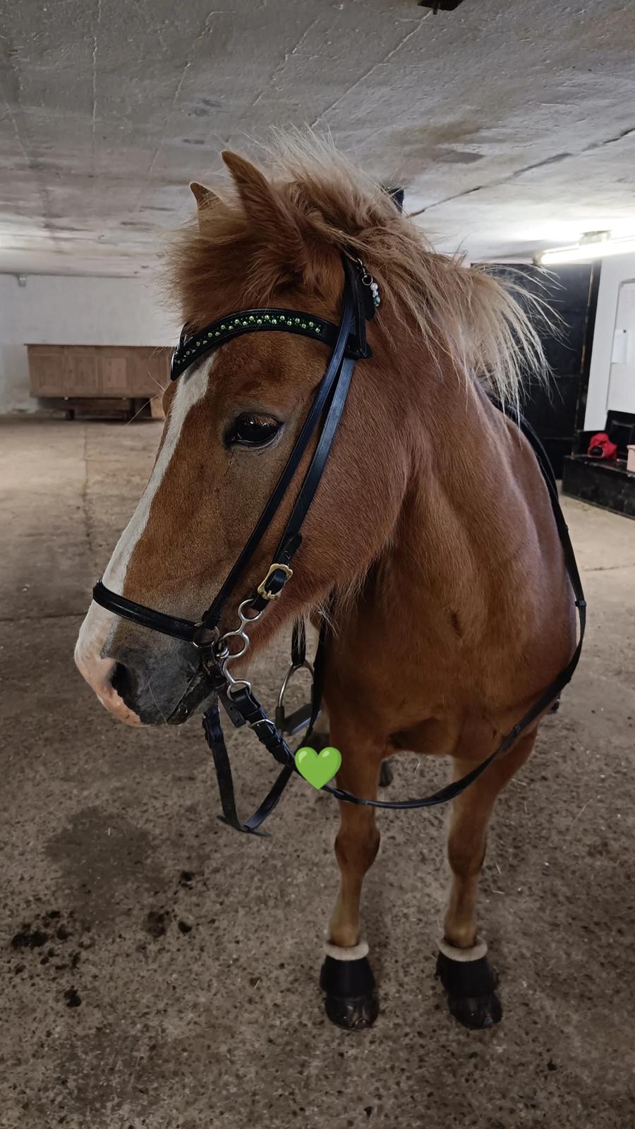 Islænder Lárus fra Skovstrupholm  billede 3