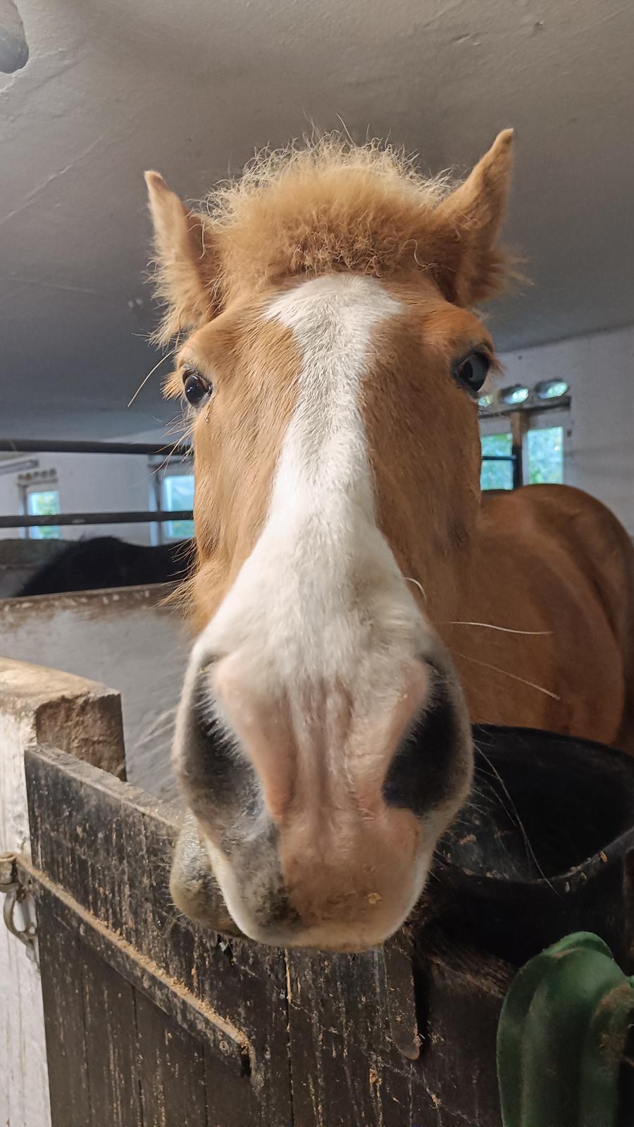 Islænder Lárus fra Skovstrupholm  billede 1