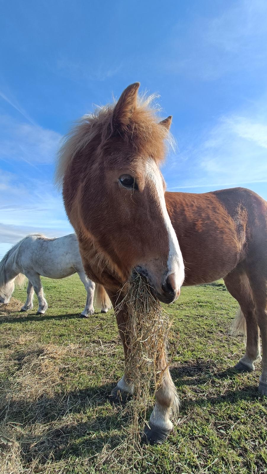 Islænder Lárus fra Skovstrupholm  billede 4