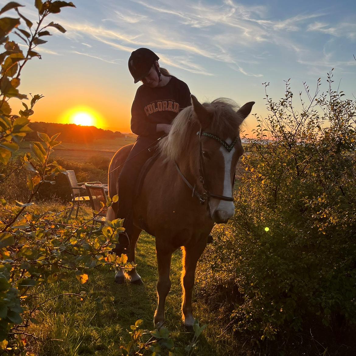 Islænder Lárus fra Skovstrupholm  billede 5