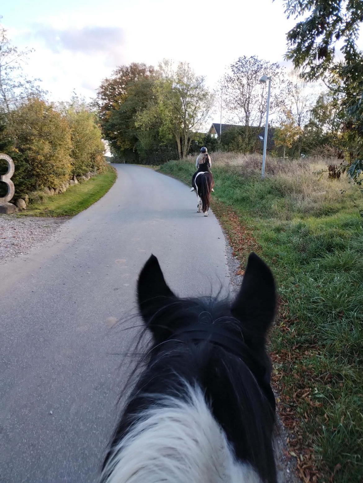 Pinto Millot billede 6