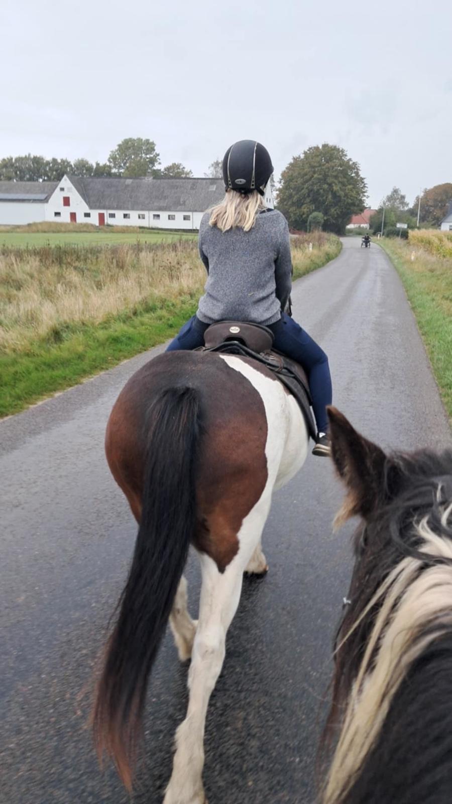 Pinto Millot billede 7