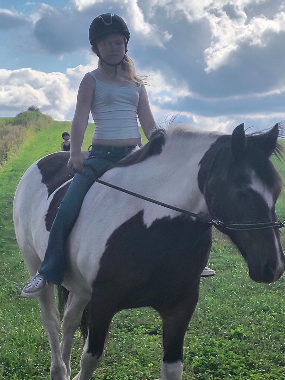 Pinto Millot billede 9