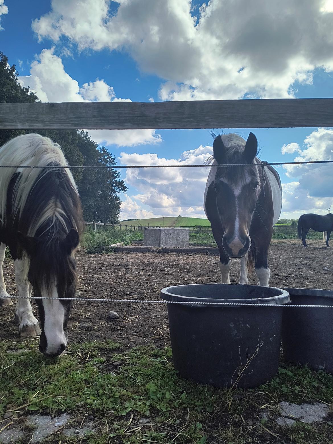 Pinto Millot billede 8