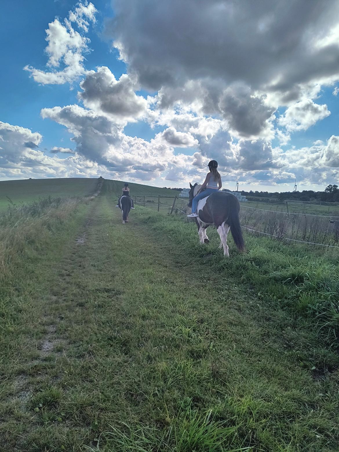 Pinto Millot billede 10