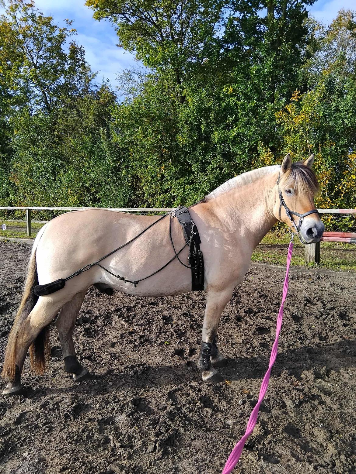 Fjordhest Oblings Karat billede 13