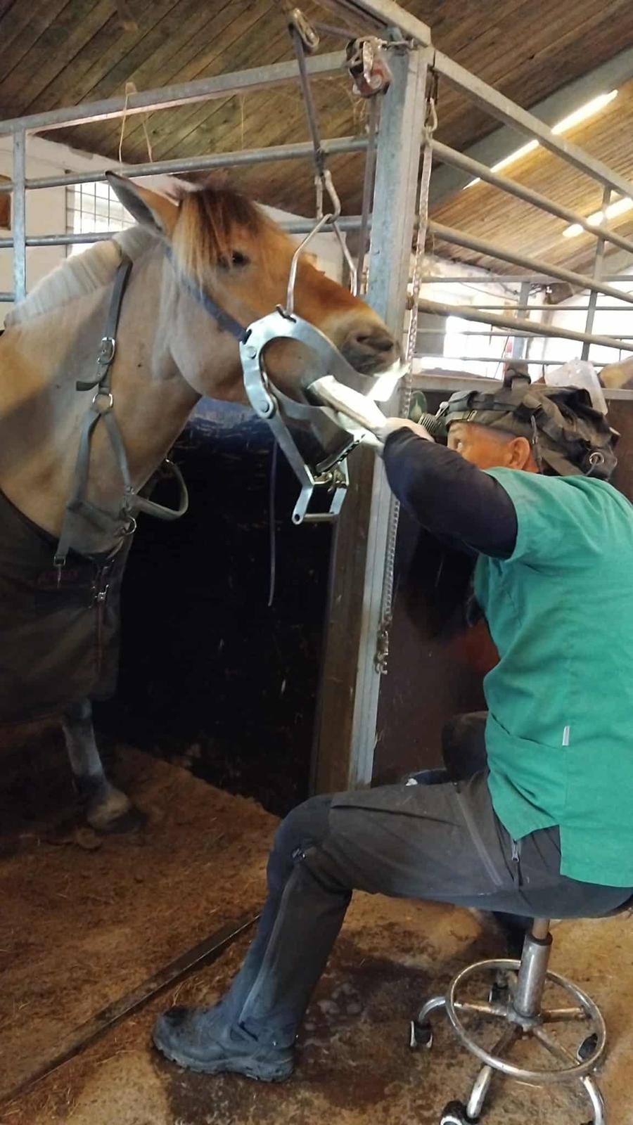 Fjordhest Oblings Karat billede 14