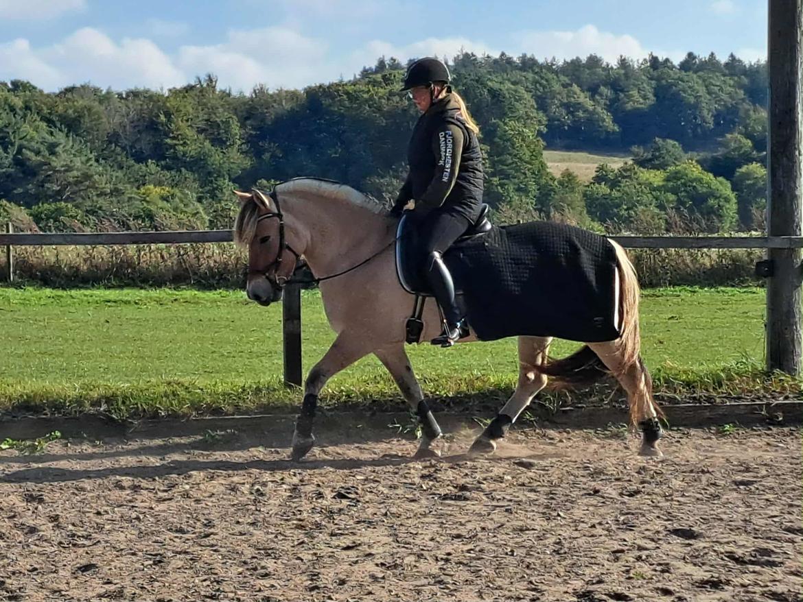 Fjordhest Oblings Karat billede 15