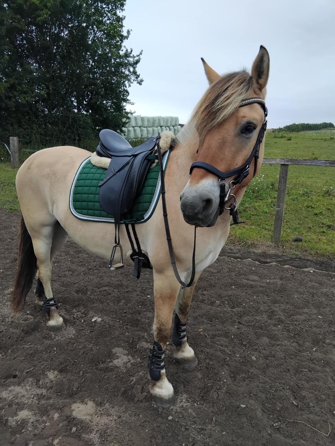 Fjordhest Oblings Karat billede 16