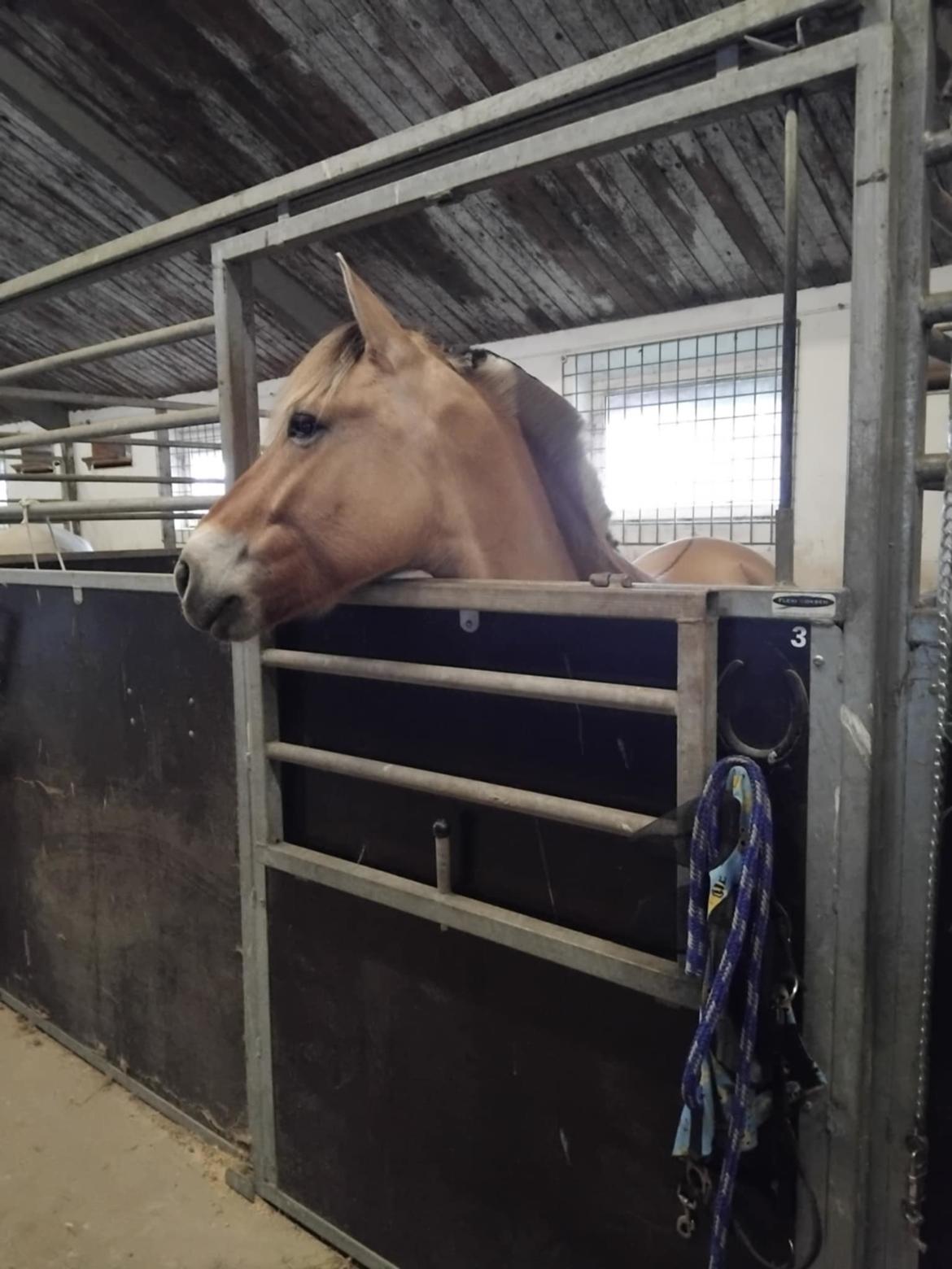 Fjordhest Oblings Karat billede 18