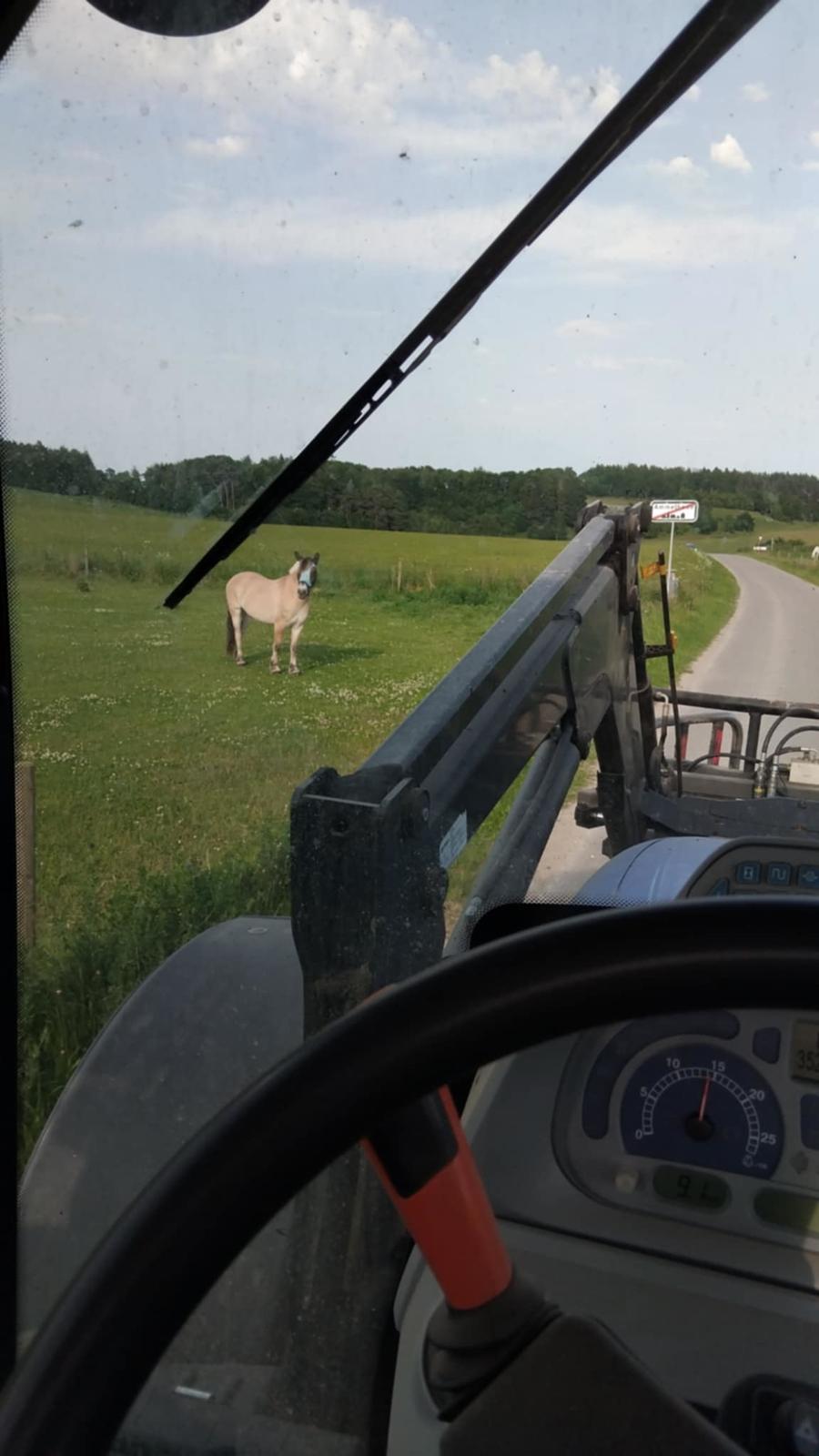 Fjordhest Oblings Karat billede 20