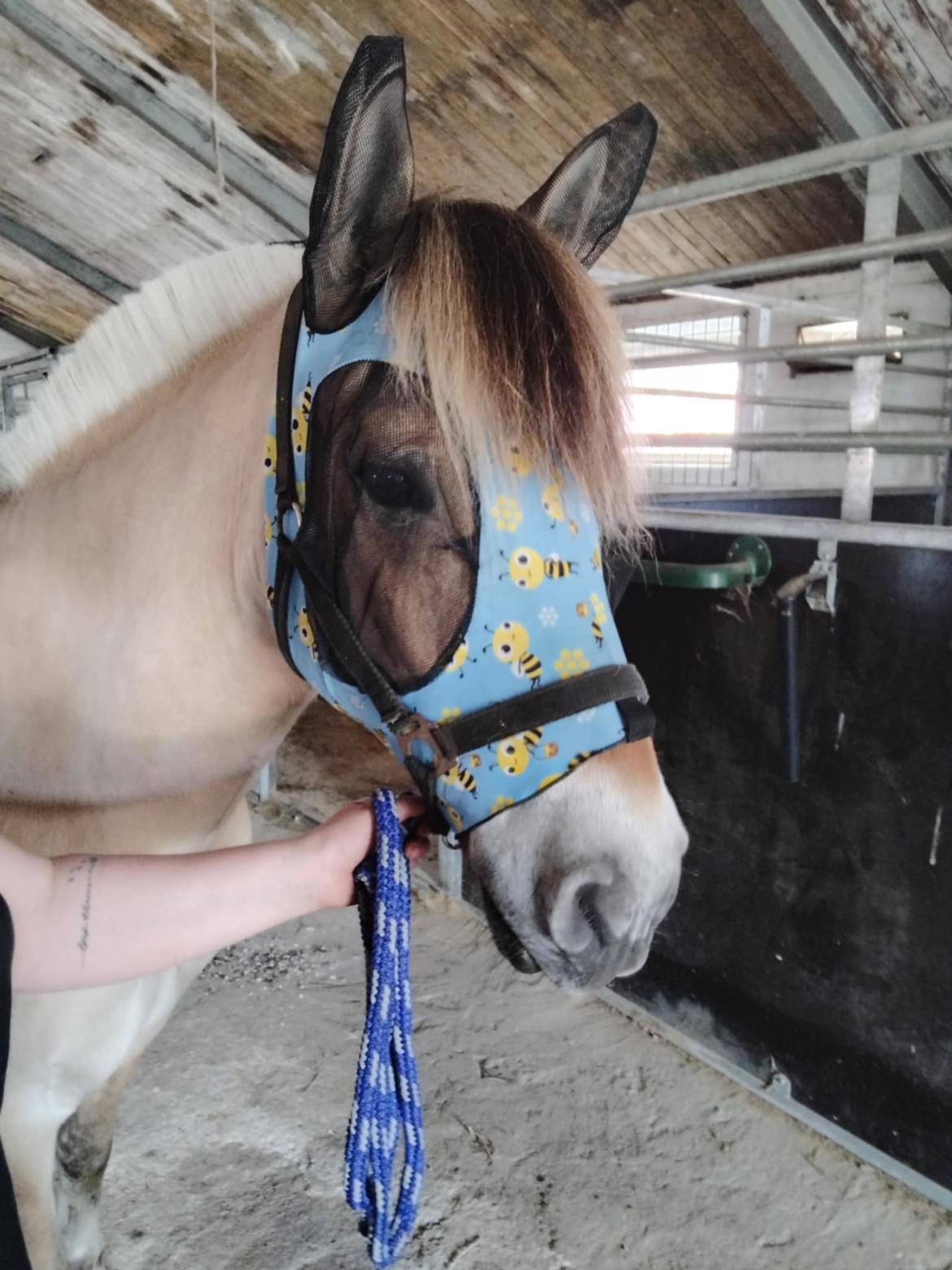 Fjordhest Oblings Karat billede 19