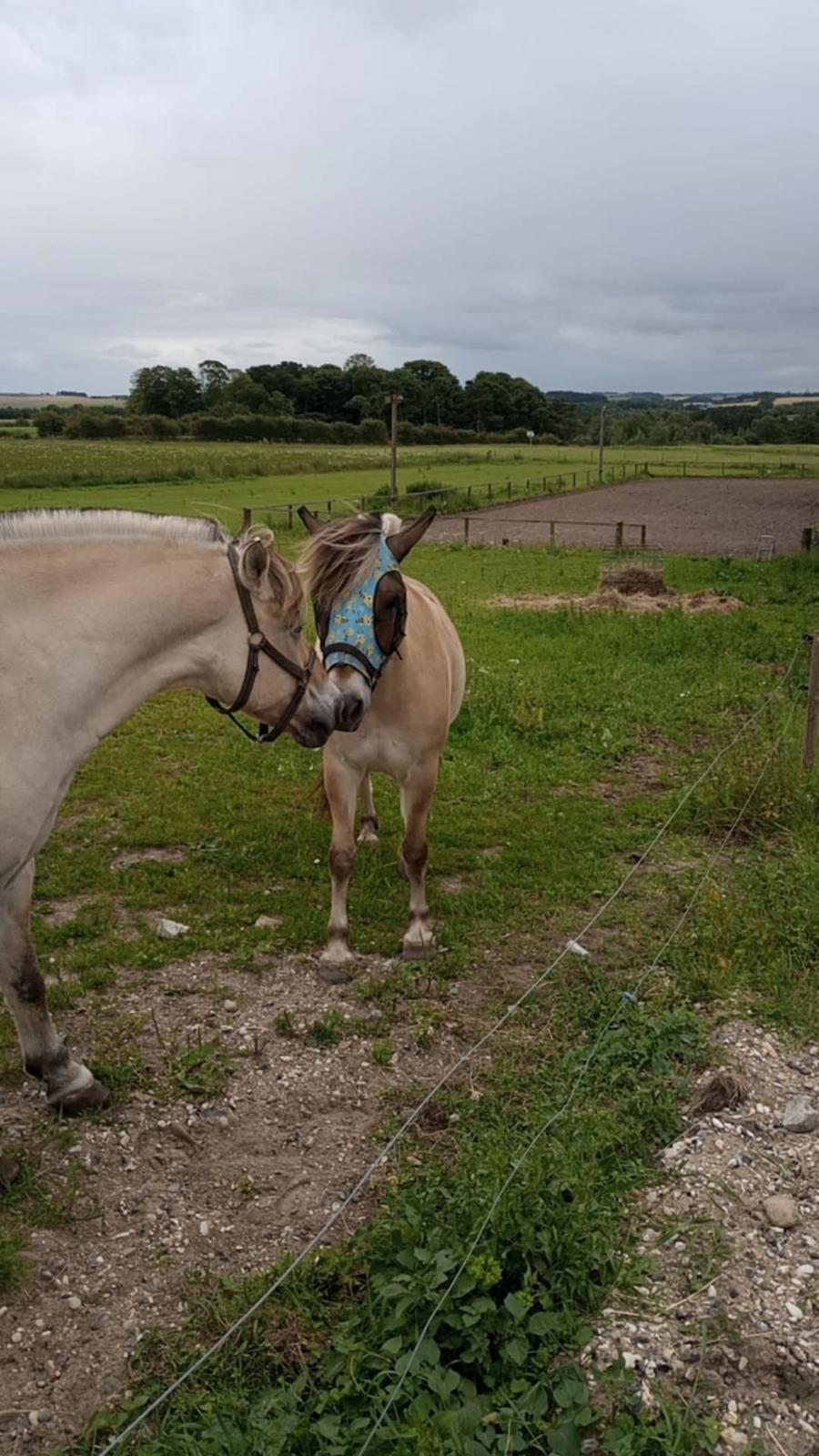 Fjordhest Oblings Karat billede 17