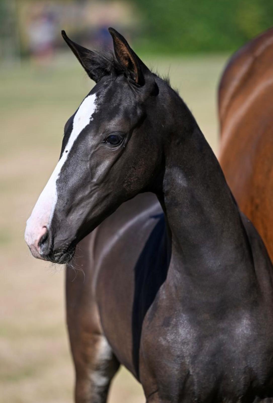 Belgisk varmblod Cointreau JS billede 1