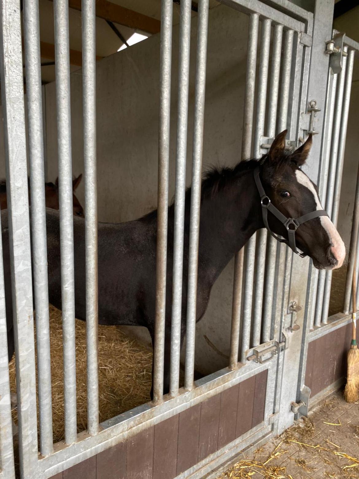 Belgisk varmblod Cointreau JS billede 2