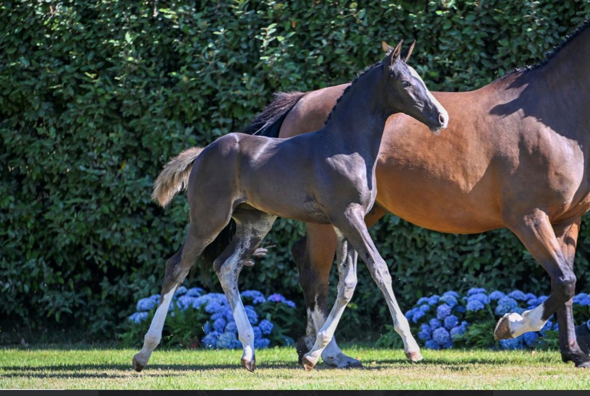 Belgisk varmblod Cointreau JS billede 3