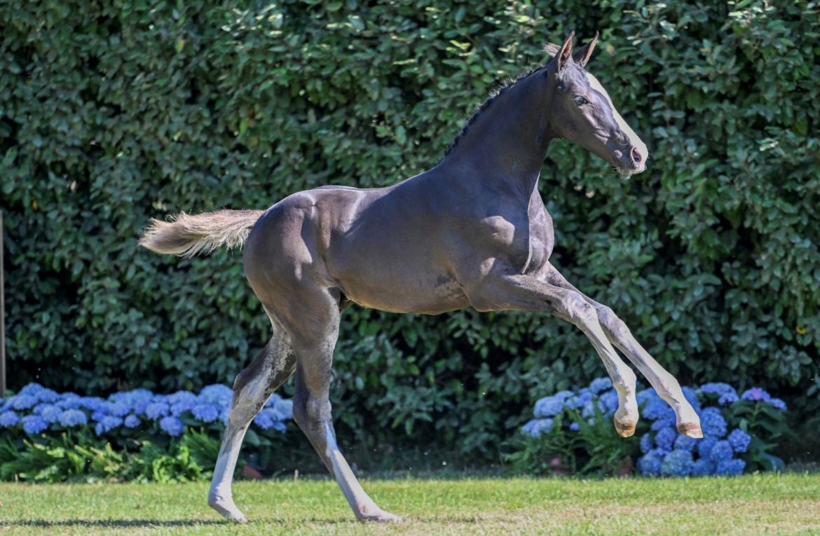 Belgisk varmblod Cointreau JS billede 4