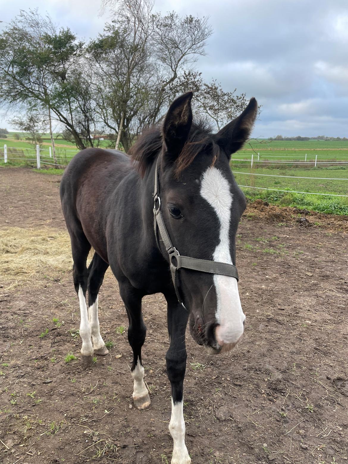 Belgisk varmblod Cointreau JS billede 6