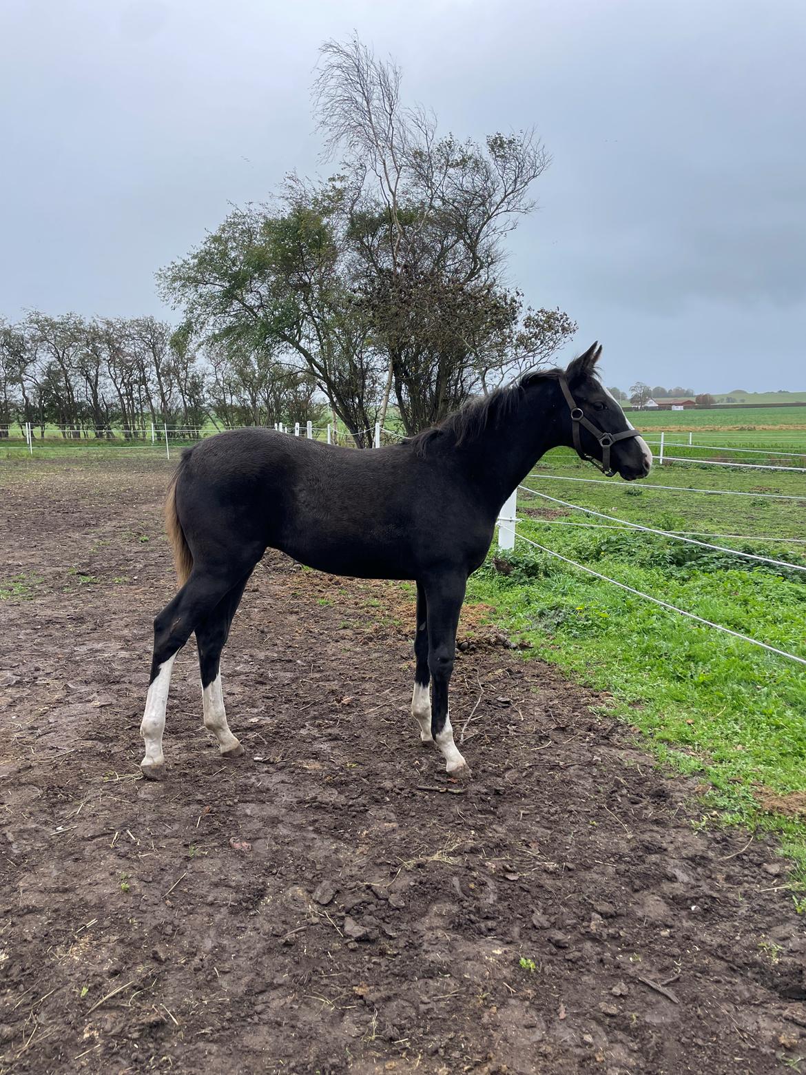 Belgisk varmblod Cointreau JS billede 5