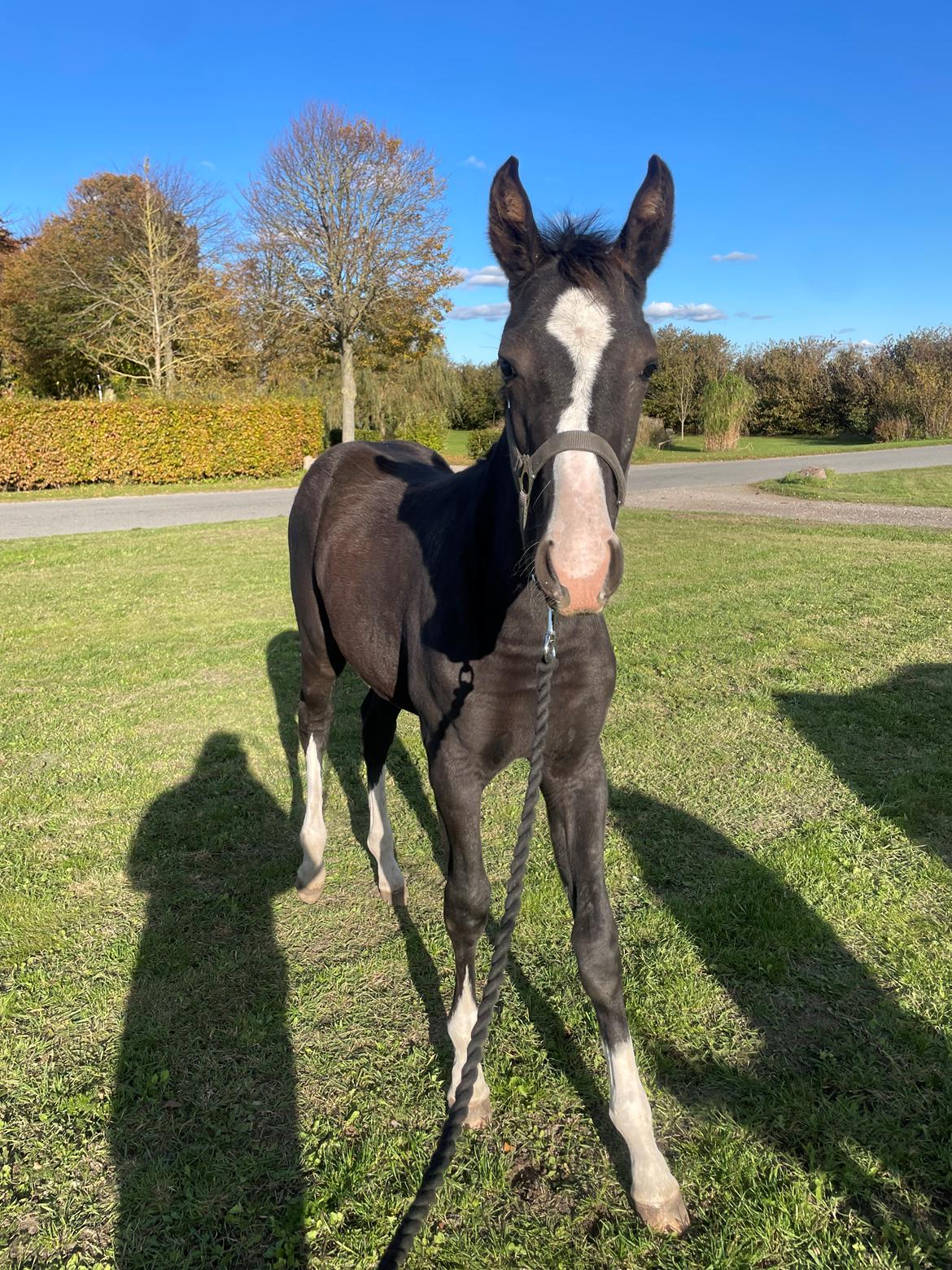 Belgisk varmblod Cointreau JS billede 7