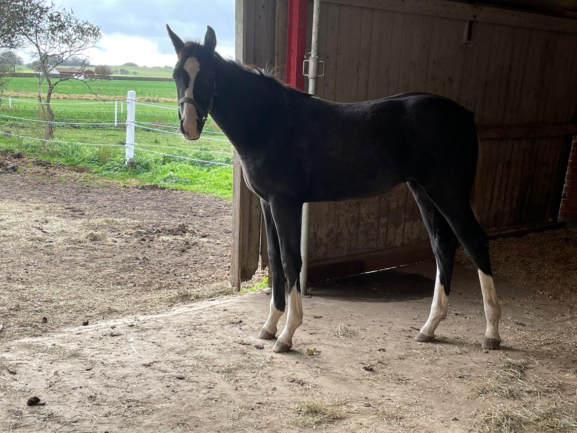 Belgisk varmblod Cointreau JS billede 8