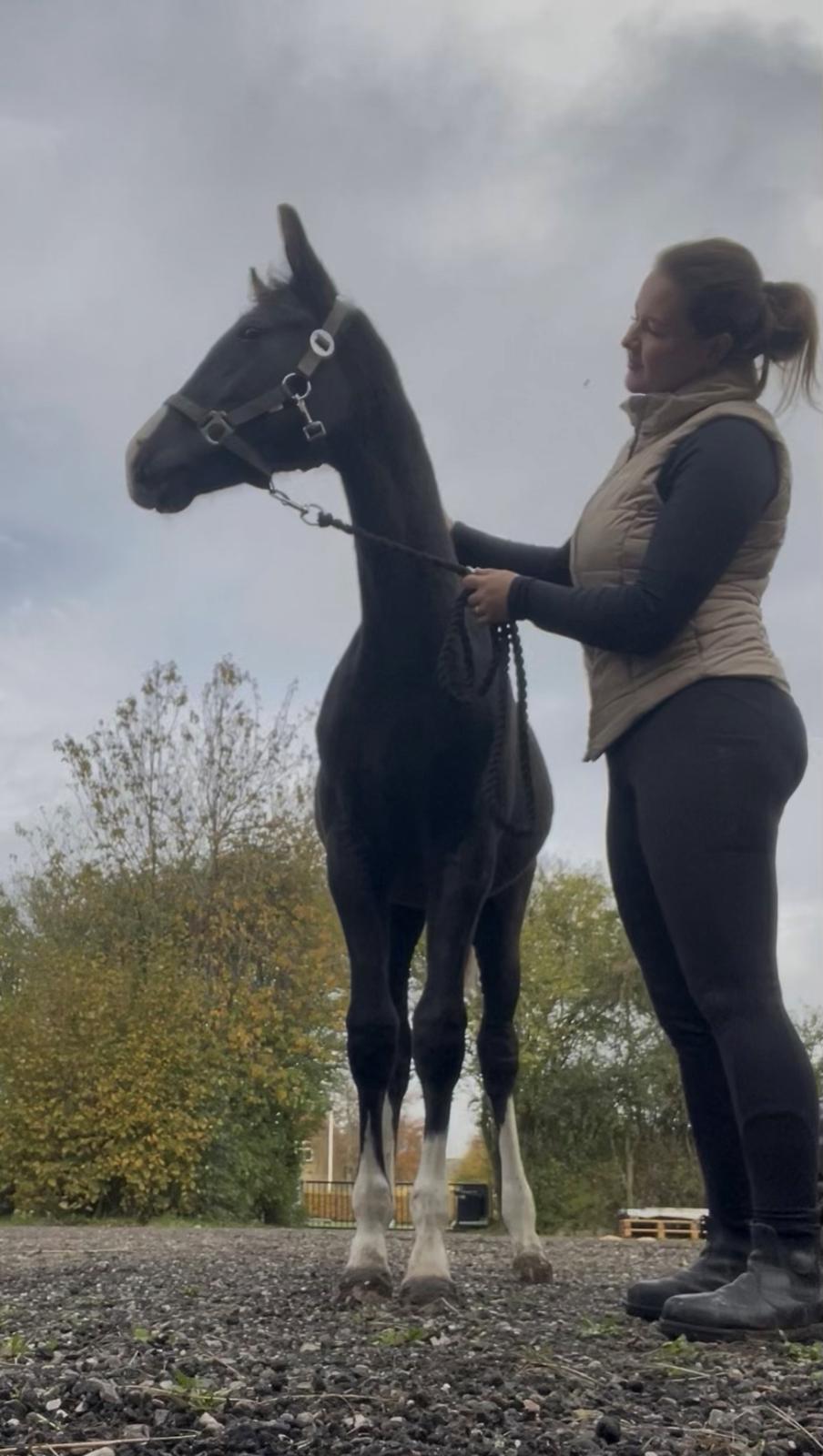 Belgisk varmblod Cointreau JS billede 10