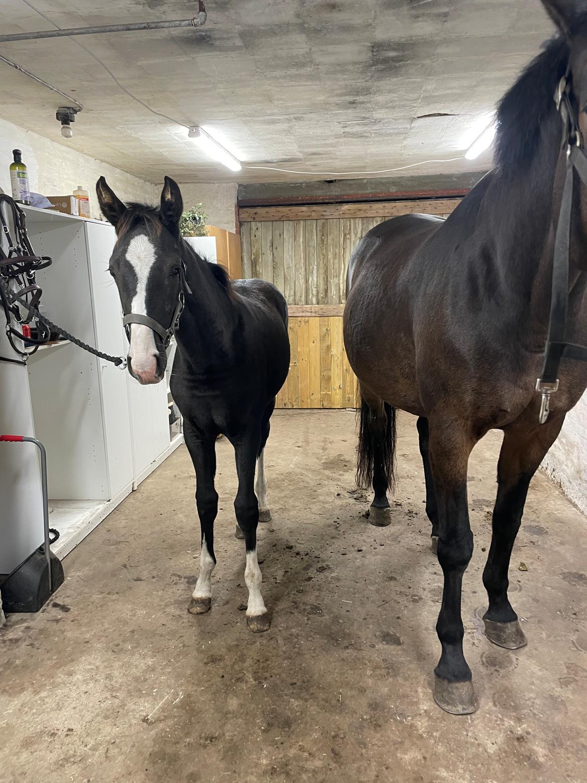 Belgisk varmblod Cointreau JS billede 9