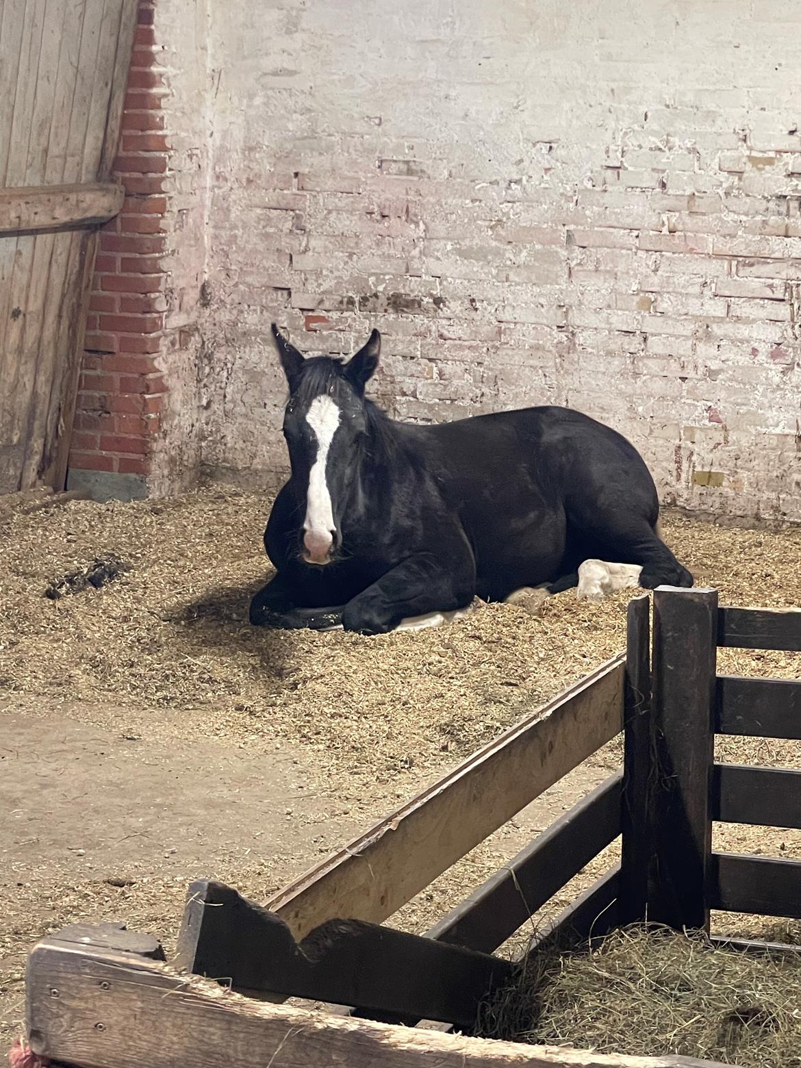 Belgisk varmblod Cointreau JS billede 11