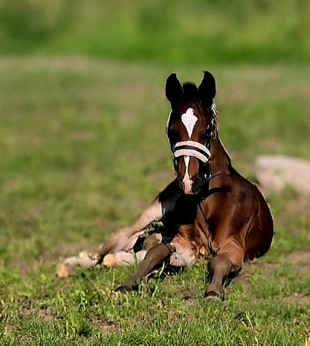 Barockpferd Grønvangs Vicodin | Viggo | billede 1