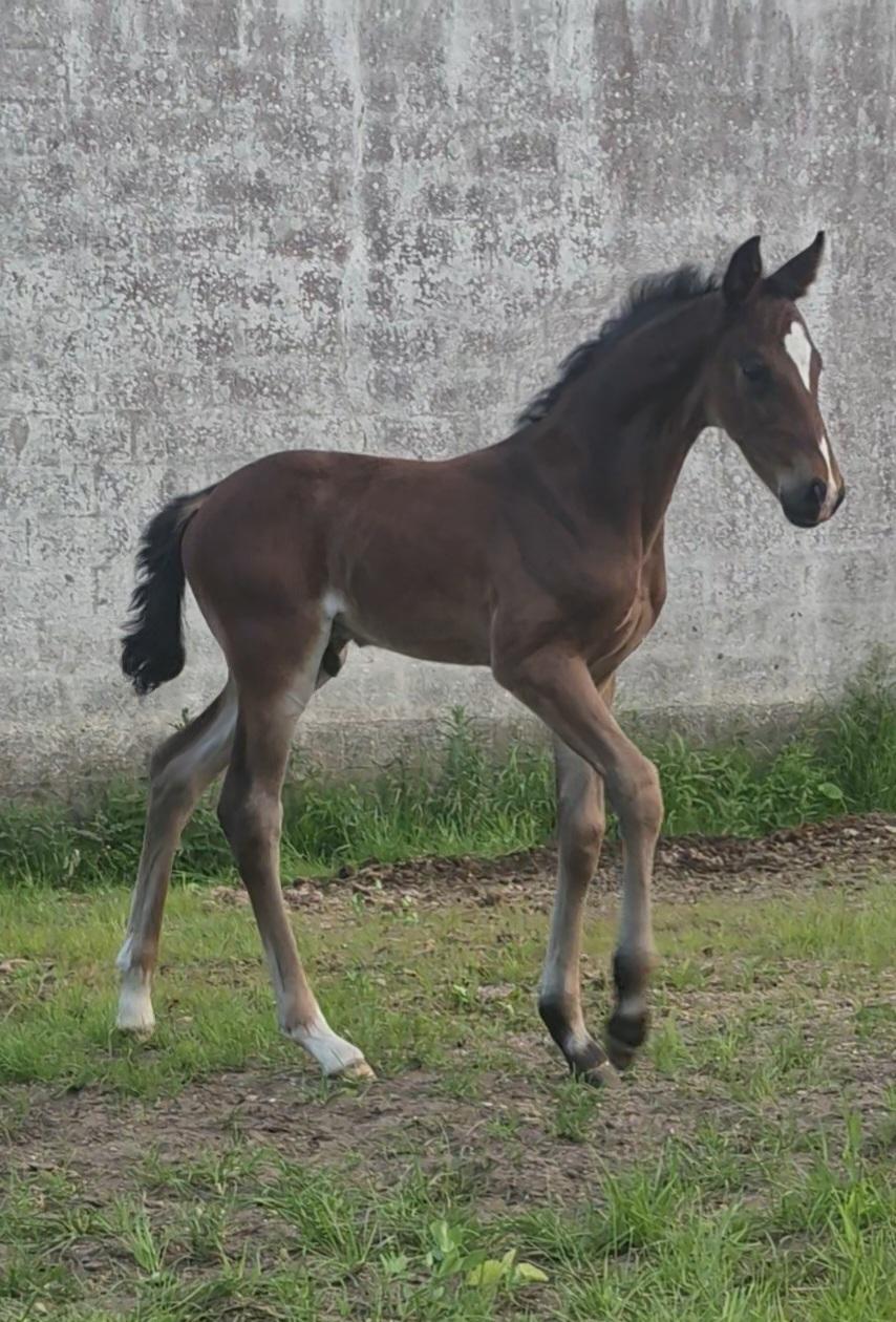 Barockpferd Grønvangs Vicodin | Viggo | billede 2