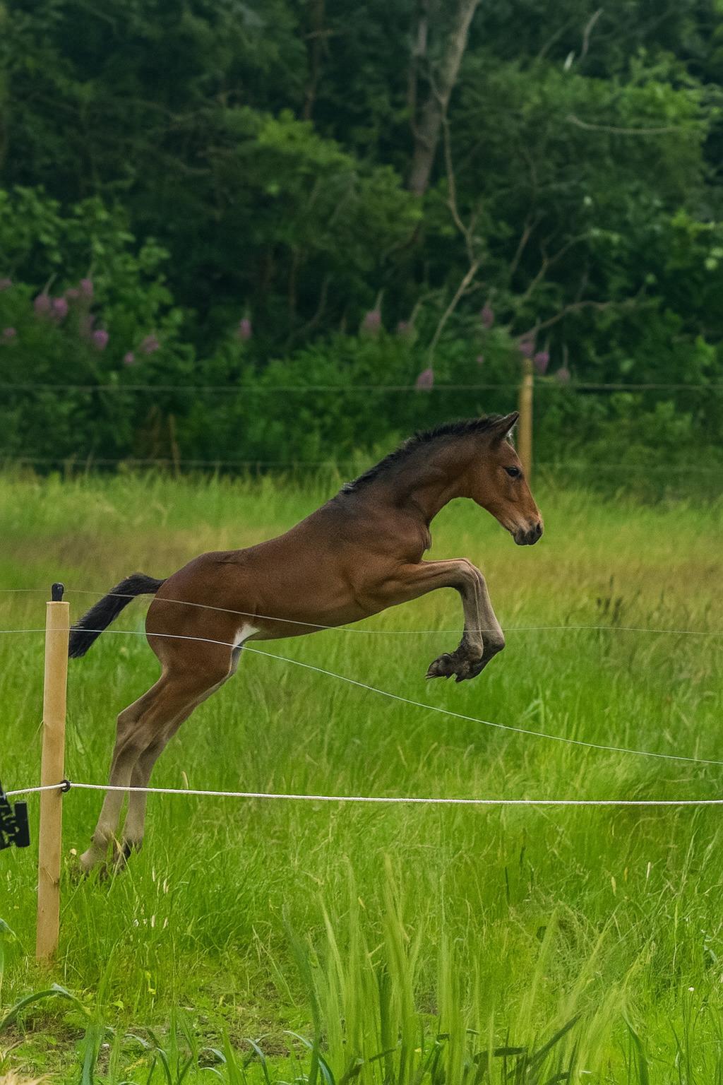 Barockpferd Grønvangs Vicodin | Viggo | billede 4