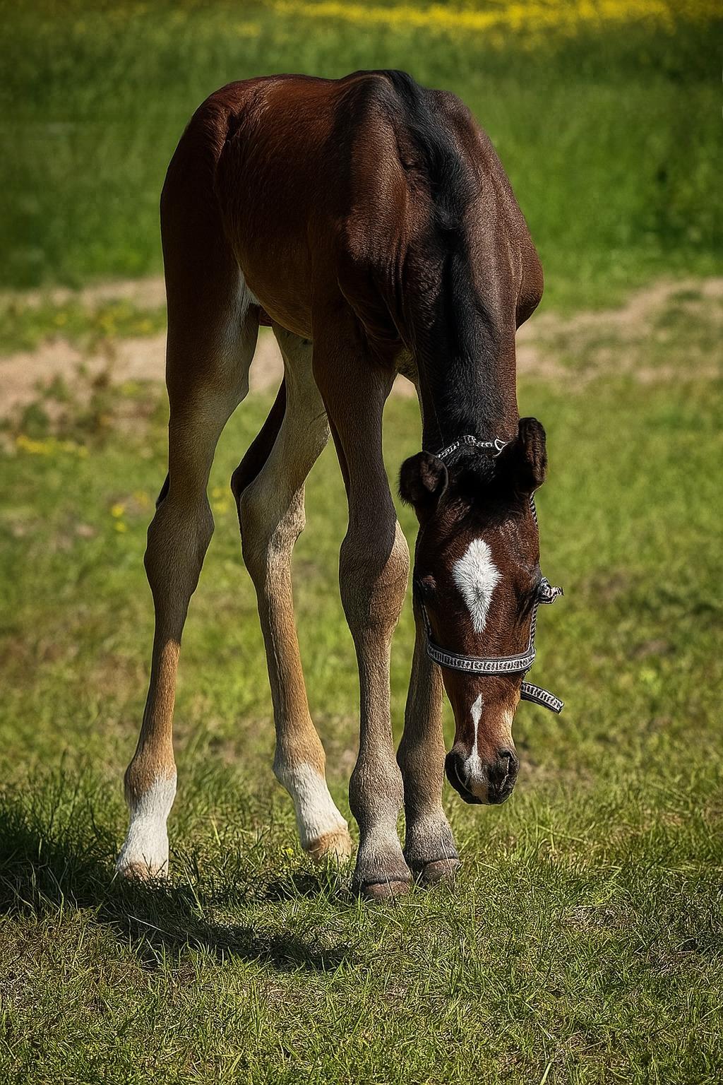 Barockpferd Grønvangs Vicodin | Viggo | billede 6