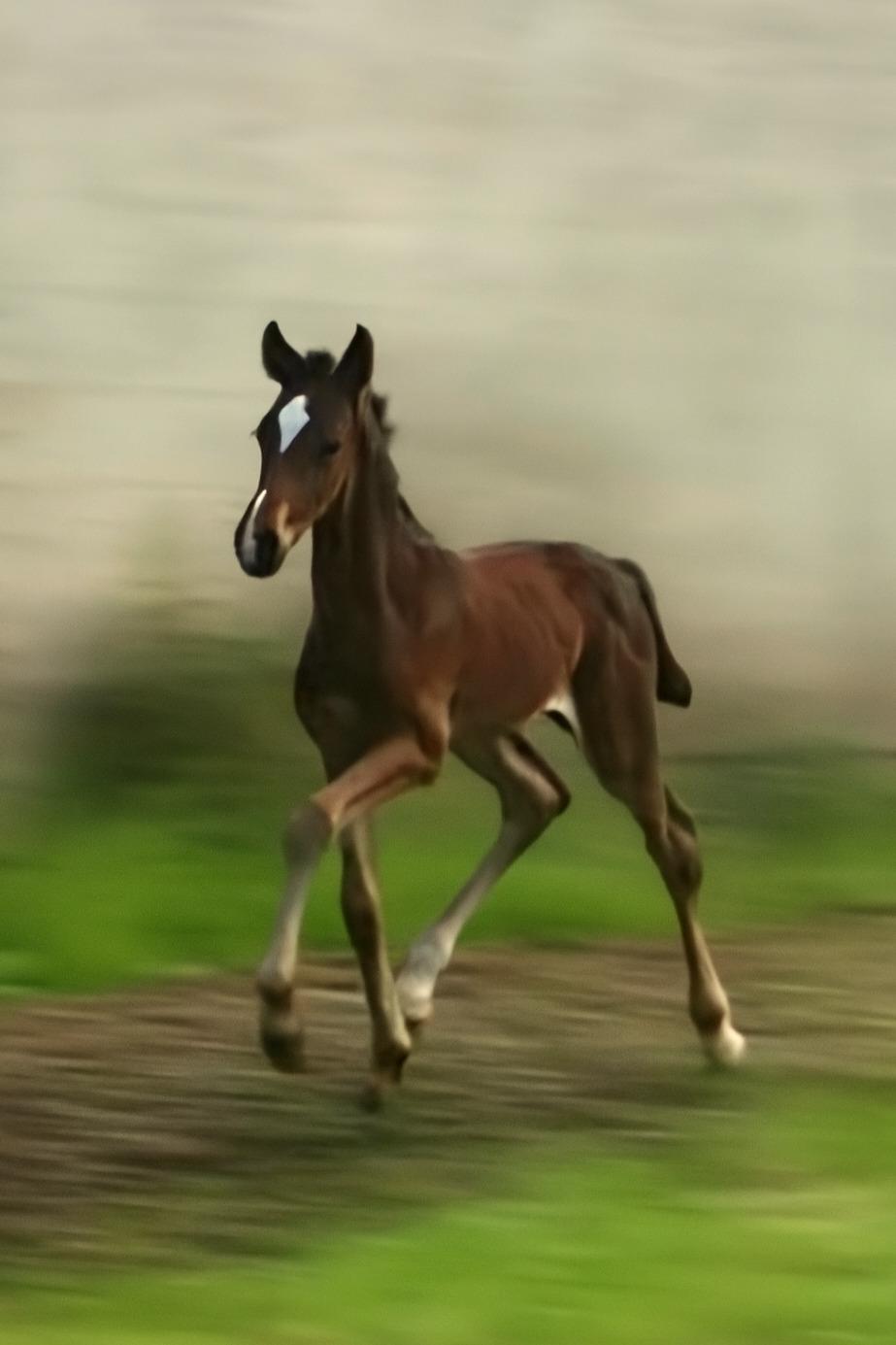 Barockpferd Grønvangs Vicodin | Viggo | billede 7