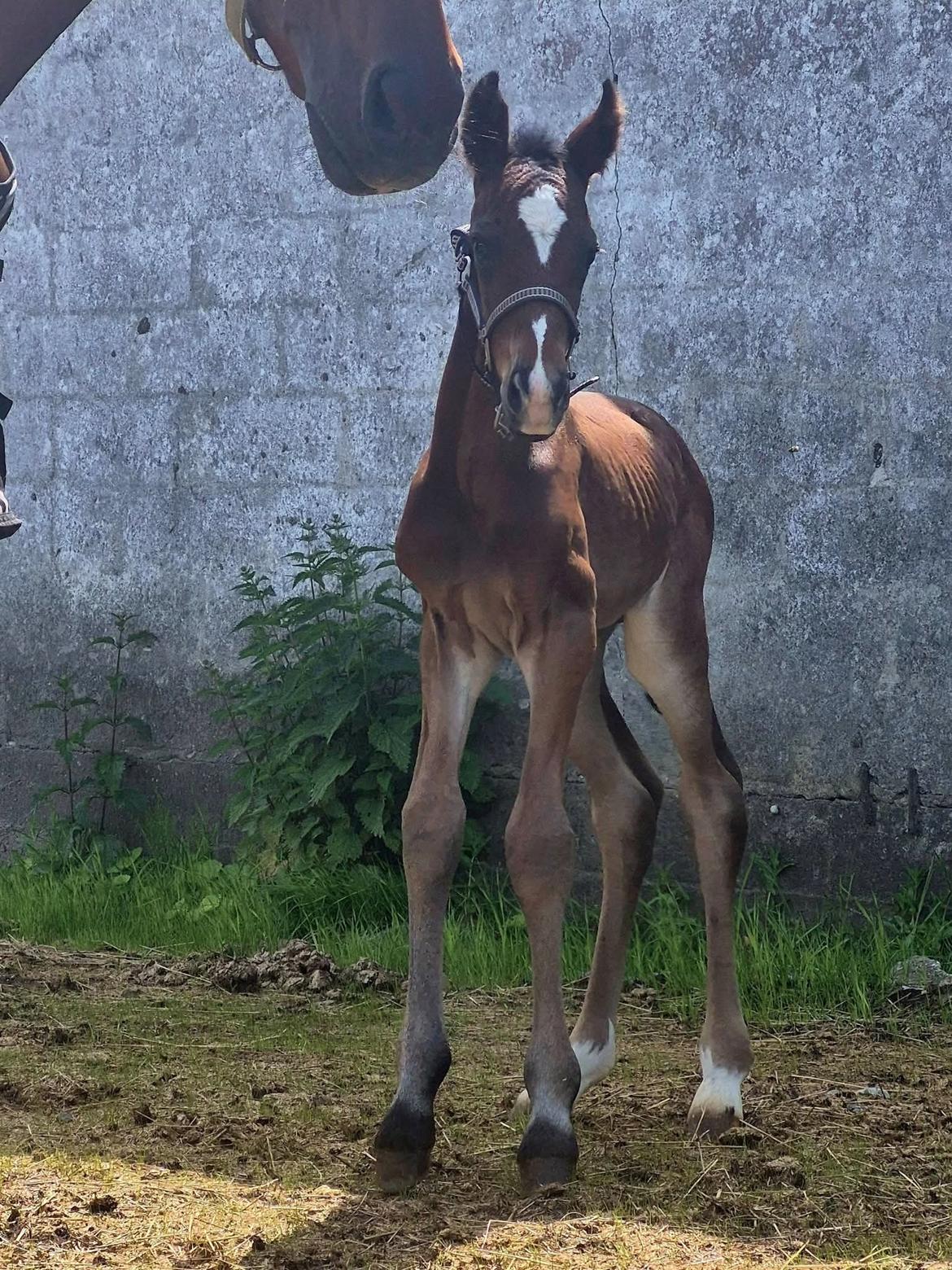 Barockpferd Grønvangs Vicodin | Viggo | billede 8