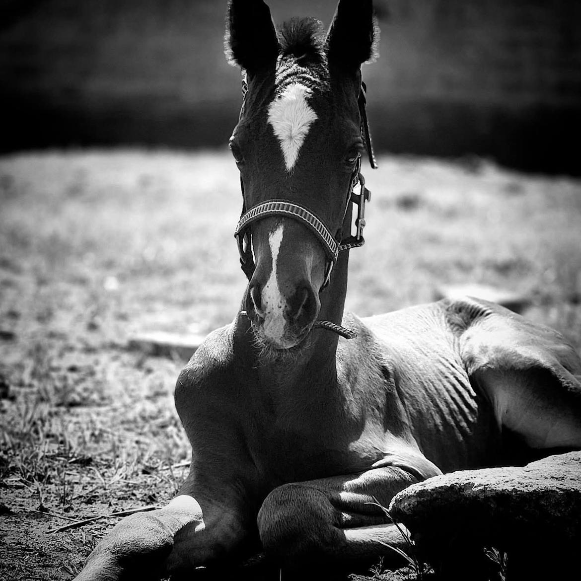 Barockpferd Grønvangs Vicodin | Viggo | billede 10