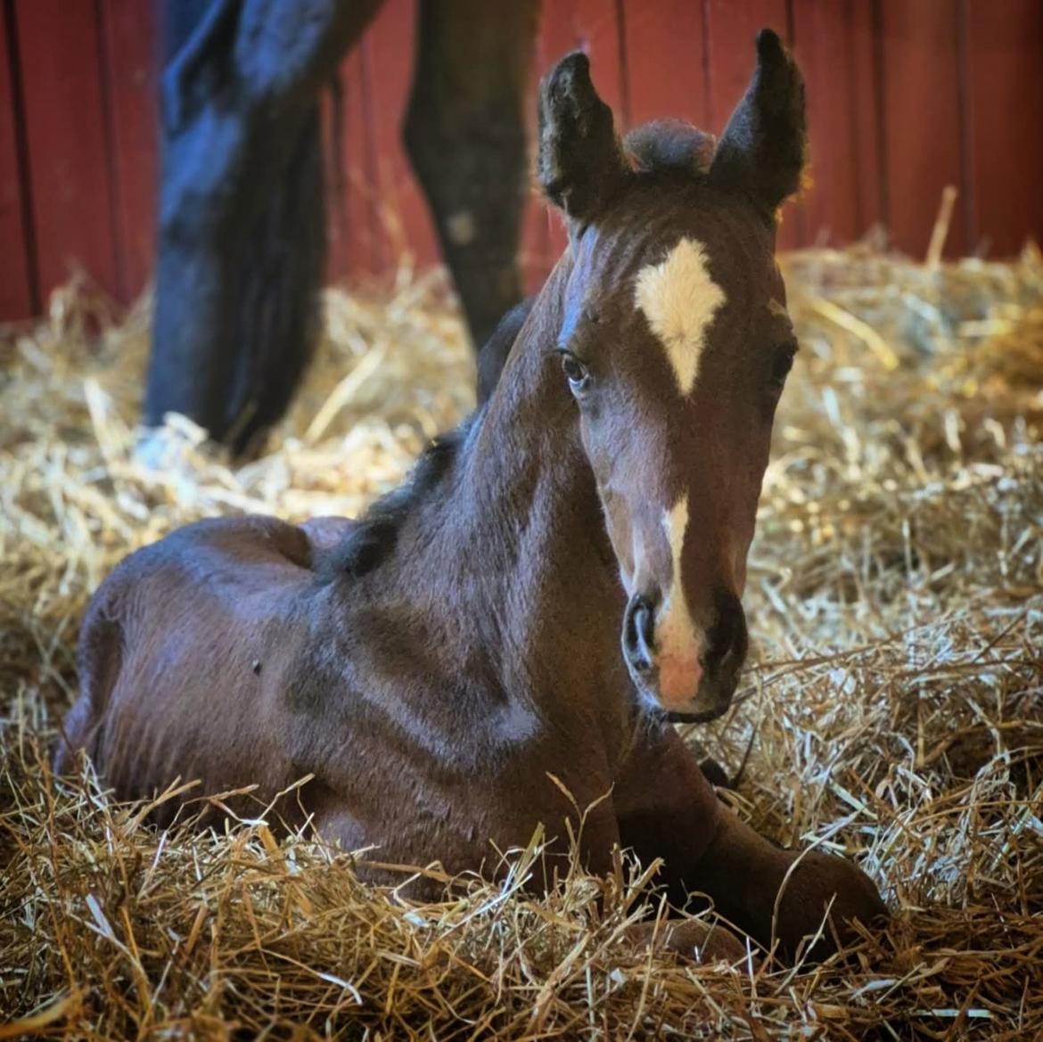 Barockpferd Grønvangs Vicodin | Viggo | billede 11